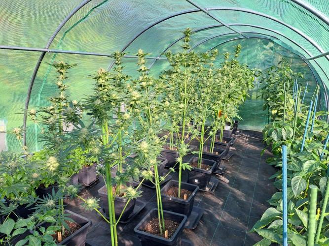 Sour Papaya. Week 11 - DAY34 (bloom) All plants that I apply to
Light Deprivation