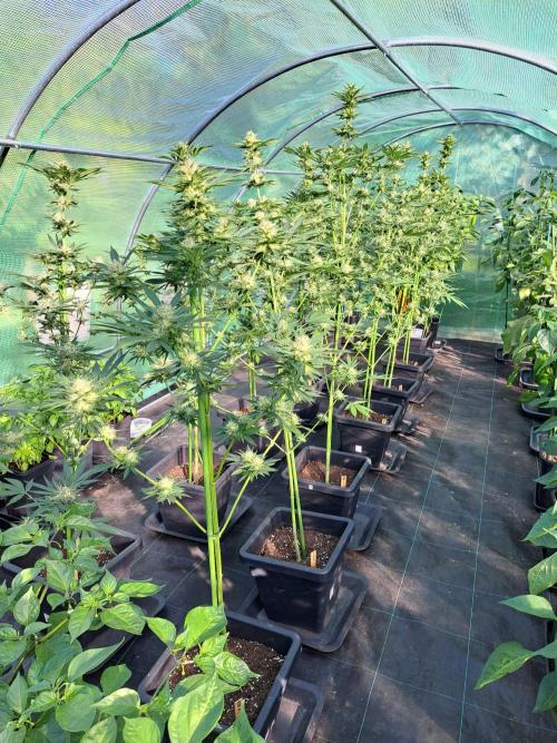 Clementine Slush. Week 11 - DAY34 (bloom) All plants that I apply to
Light Deprivation