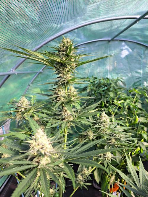 Clementine Slush. Week 11 - DAY34 (bloom) Plant #1