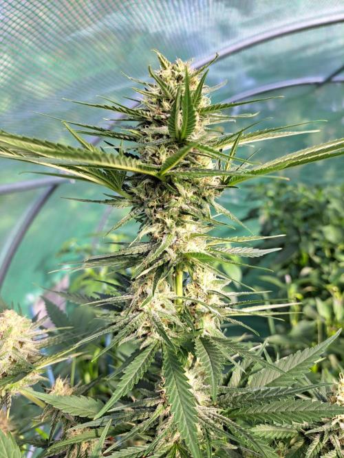Clementine Slush. Week 11 - DAY34 (bloom) Plant #1