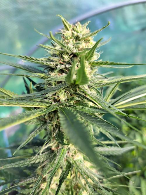 Clementine Slush. Week 11 - DAY34 (bloom) Plant #1
