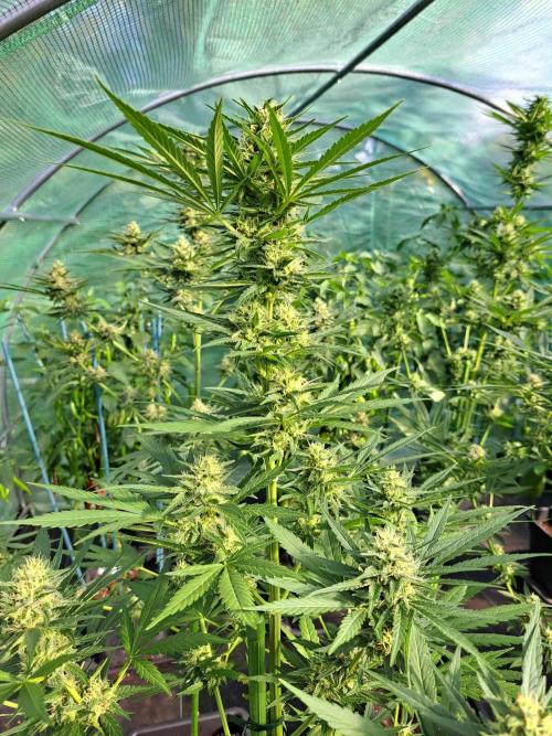 Clementine Slush. Week 11 - DAY34 (bloom) Plant #2