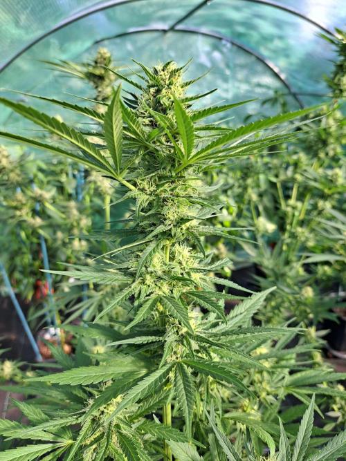 Clementine Slush. Week 11 - DAY34 (bloom) Plant #2