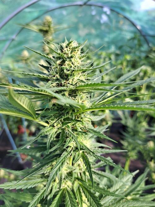 Clementine Slush. Week 11 - DAY34 (bloom) Plant #2