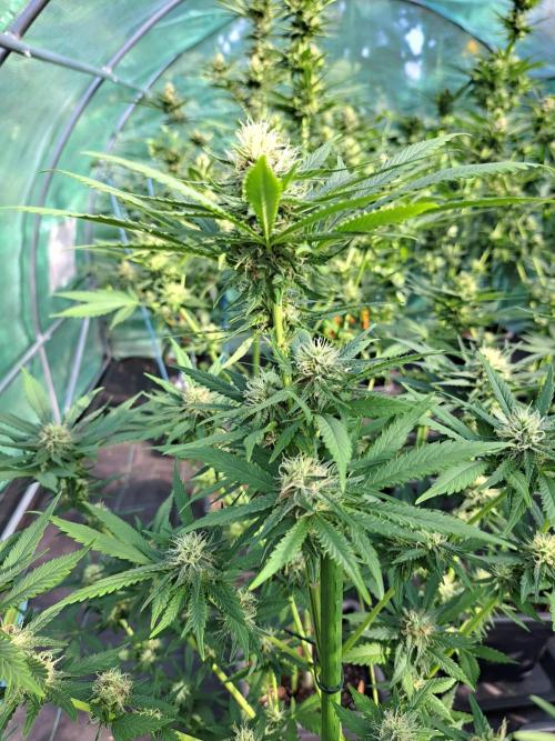 Clementine Slush. Week 11 - DAY34 (bloom) Plant #3