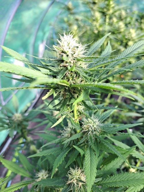 Clementine Slush. Week 11 - DAY34 (bloom) Plant #3