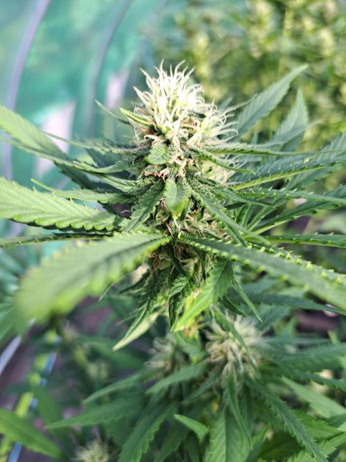 Clementine Slush. Week 11 - DAY34 (bloom) Plant #3