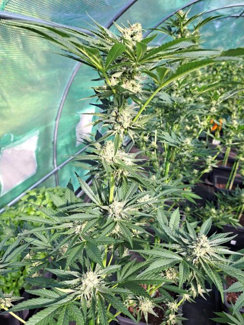 Permant Marker X Georgia Pie. Week 11 - DAY34 (bloom) Plant #1