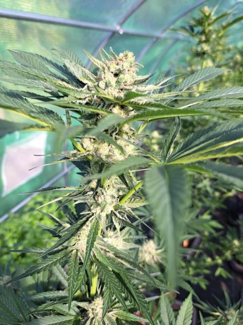 Permant Marker X Georgia Pie. Week 11 - DAY34 (bloom) Plant #1
