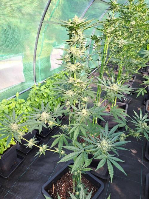 Permant Marker X Georgia Pie. Week 11 - DAY34 (bloom) Plant #2
