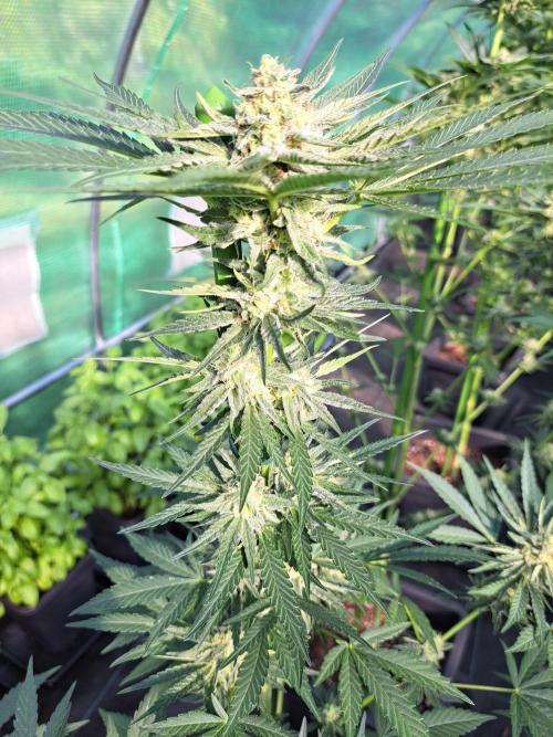 Permant Marker X Georgia Pie. Week 11 - DAY34 (bloom) Plant #2