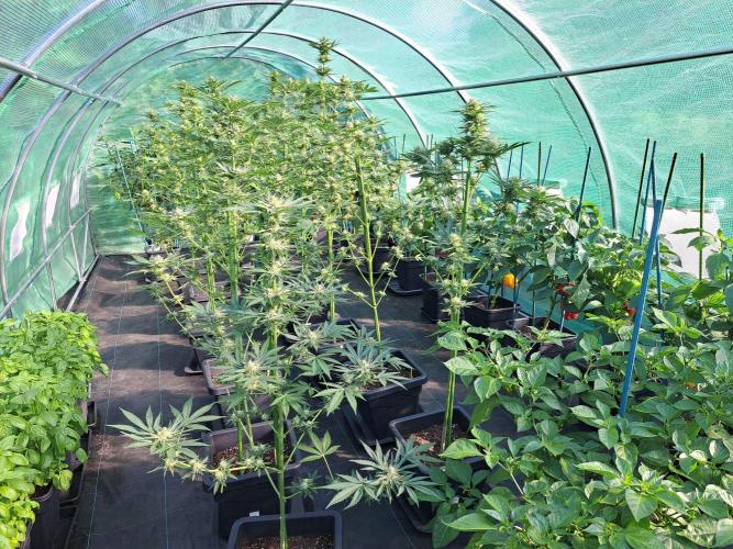 Permant Marker X Georgia Pie. Week 11 - DAY34 (bloom) All plants that I apply to
Light Deprivation