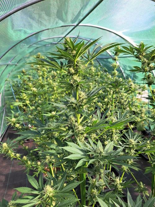 Zoap Rosé. Week 11 - DAY34 (bloom)