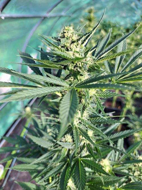 Zoap Rose. Week 11