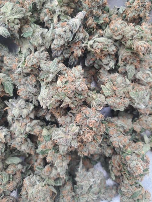 #NOVEGCANNABIS Challenge. Week 13