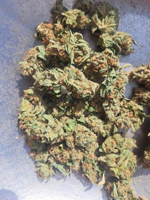 #NOVEGCANNABIS Challenge. Week 13