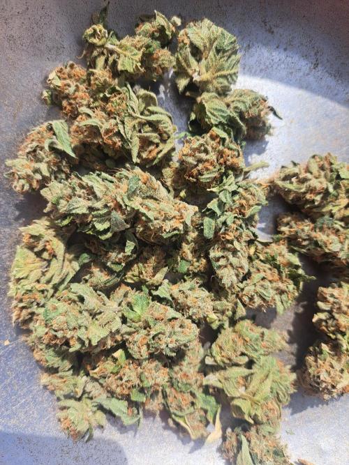 #NOVEGCANNABIS Challenge. Week 13