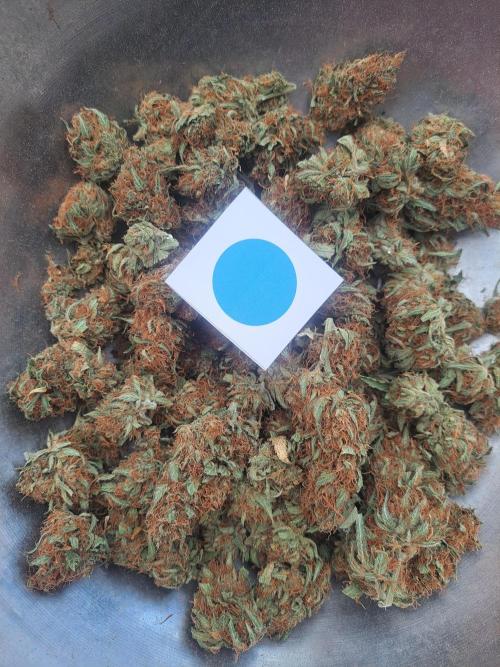 #NOVEGCANNABIS Challenge. Week 13