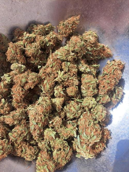 #NOVEGCANNABIS Challenge. Week 13