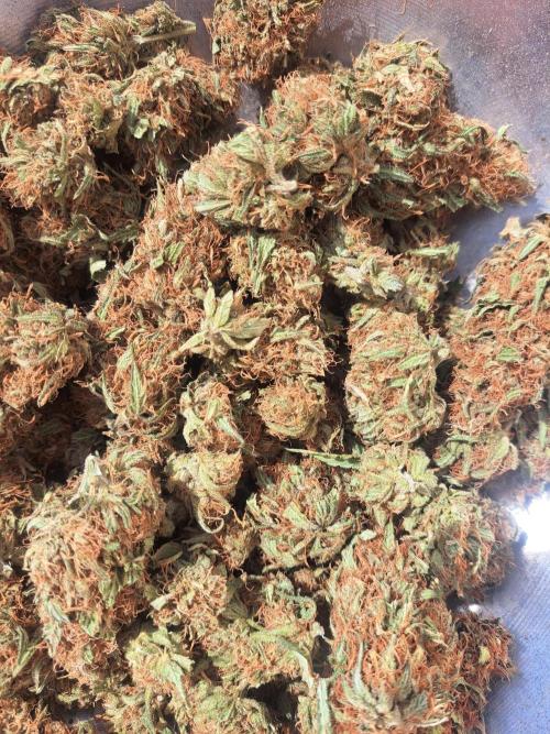 #NOVEGCANNABIS Challenge. Week 13