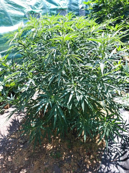 Biscotti. Week 12