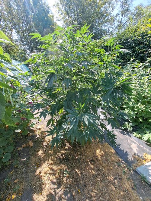 OUT Cookies Gelato CLONE. Week 12 - DAY83 Plant #1