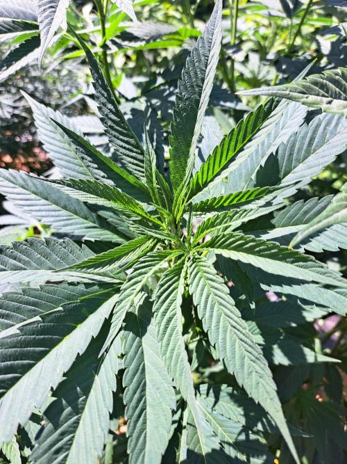 OUT Cookies Gelato CLONE. Week 12 - DAY83 Plant #1