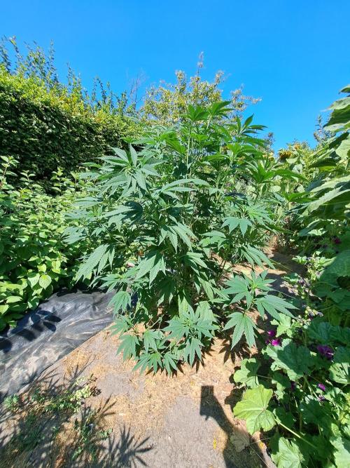 OUT Cookies Gelato CLONE. Week 12 - DAY83 Plant #2