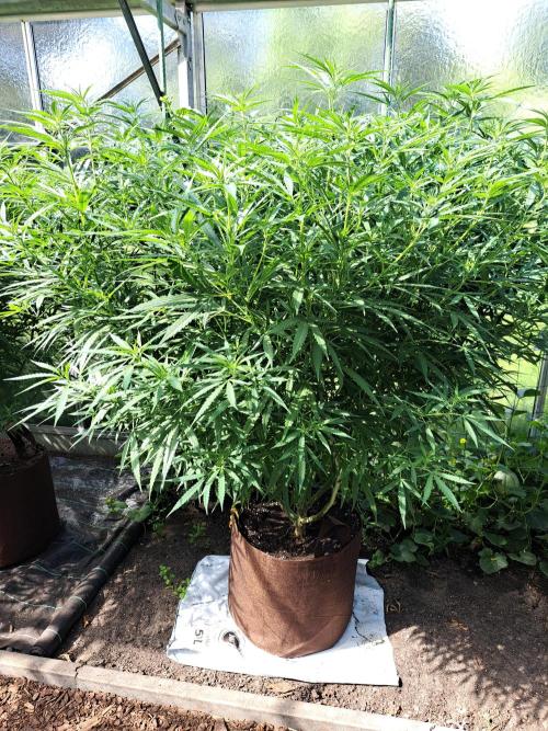 GH Biscotti#7 Zamnesia CLONE. Week 23 - DAY165 Plant #2
