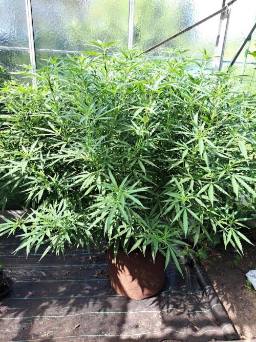 GH Biscotti#7 Zamnesia CLONE. Week 23 - DAY165 Plant #3
