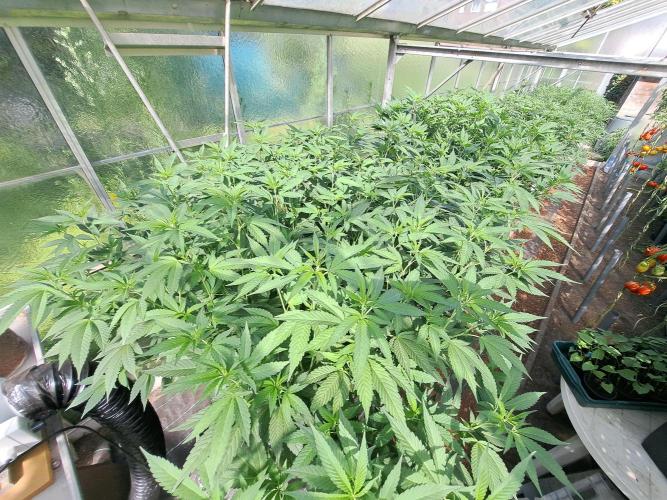 GH Cookies Gelato CLONE. Week 22 - DAY160