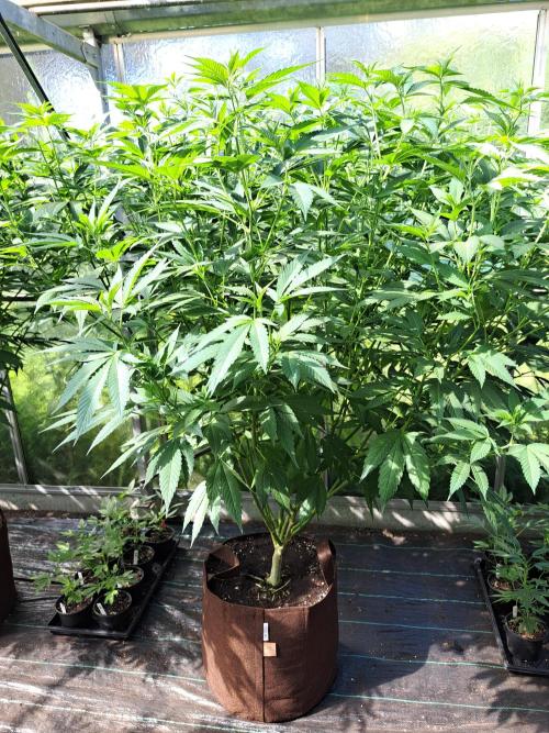 GH Cookies Gelato CLONE. Week 22 - DAY160 Plant #1