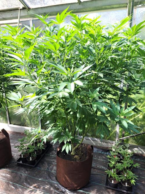GH Cookies Gelato CLONE. Week 22 - DAY160 Plant #2