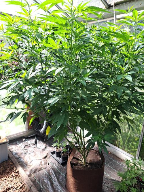 Cookies Gelato. Week 22