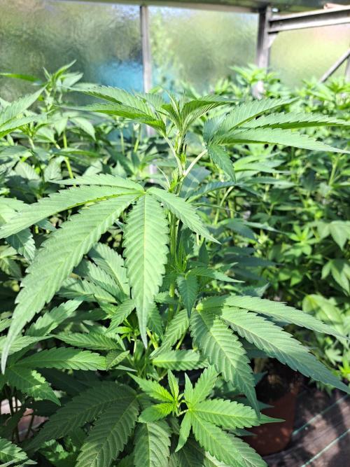 GH Cookies Gelato CLONE. Week 22 - DAY160