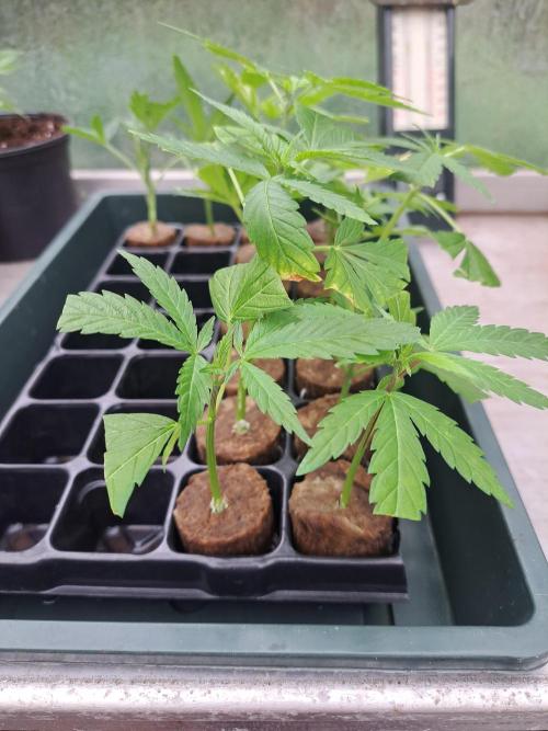 Amnesia Haze Go Fast CLONES. Week 2 - DAY17