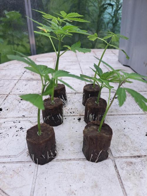 Amnesia Haze Go Fast CLONES. Week 2 - DAY17