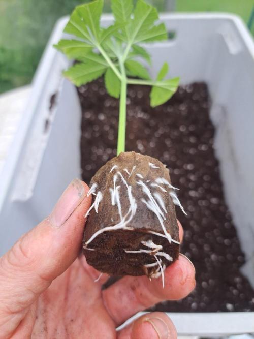 Amnesia Haze Go Fast CLONES. Week 2 - DAY17