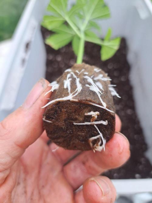 Amnesia Haze Go Fast CLONES. Week 2 - DAY17