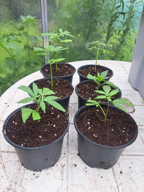 Amnesia Haze Go Fast CLONES. Week 2 - DAY17