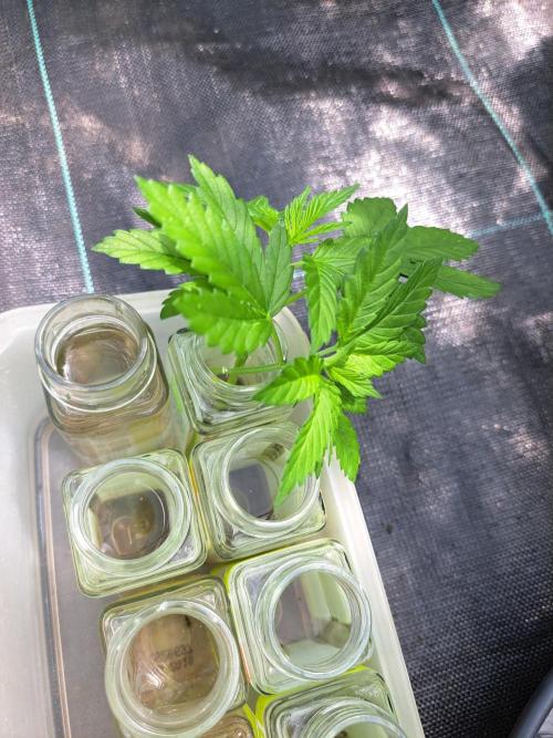 Amnesia Haze Go Fast CLONES. Week 1 - DAY1