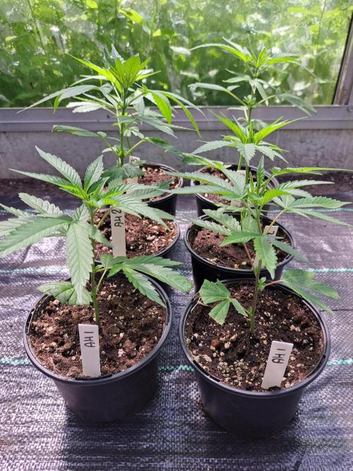 Amnesia Haze Go Fast CLONES. Week 3 - DAY25 BEFORE topping
