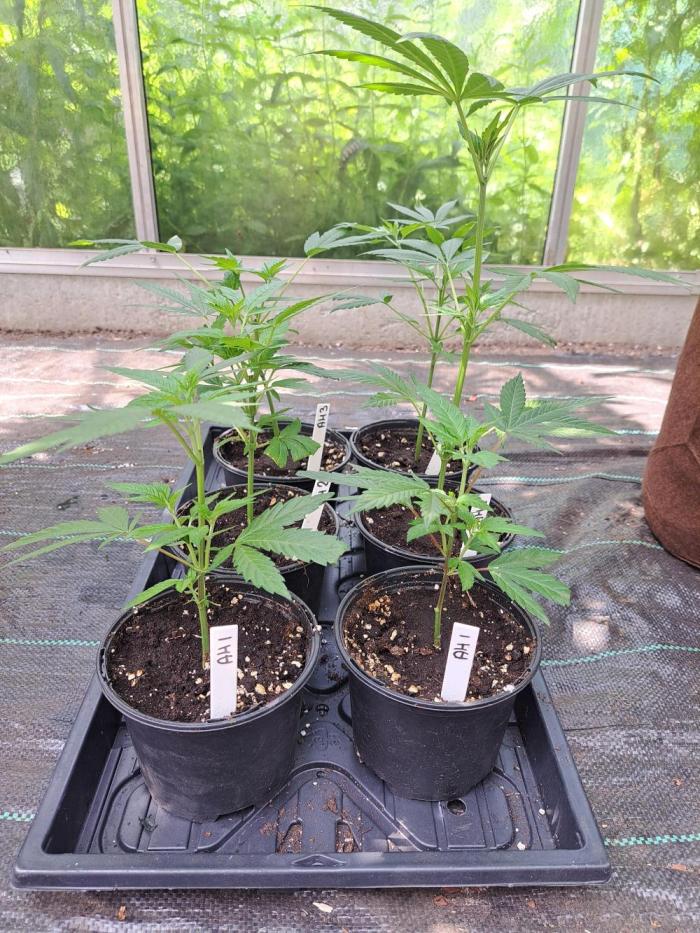 Amnesia Haze Go Fast CLONES. Week 4 - DAY32
