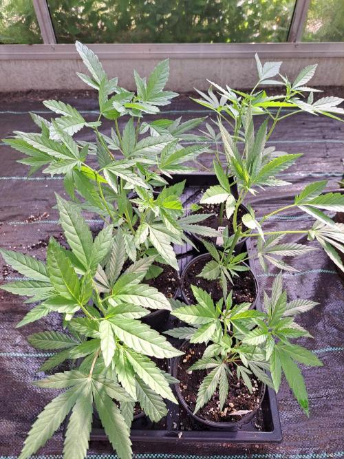Amnesia Haze Go Fast CLONES. Week 5 - DAY39
