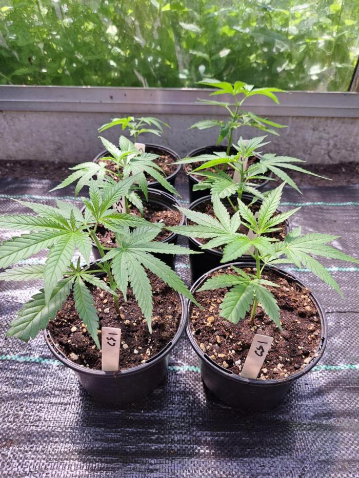 Clementine Slush CLONES. Week 3 - DAY25
