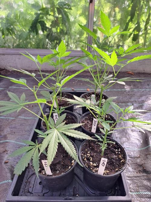 Clementine Slush CLONES. Week 5 - DAY39