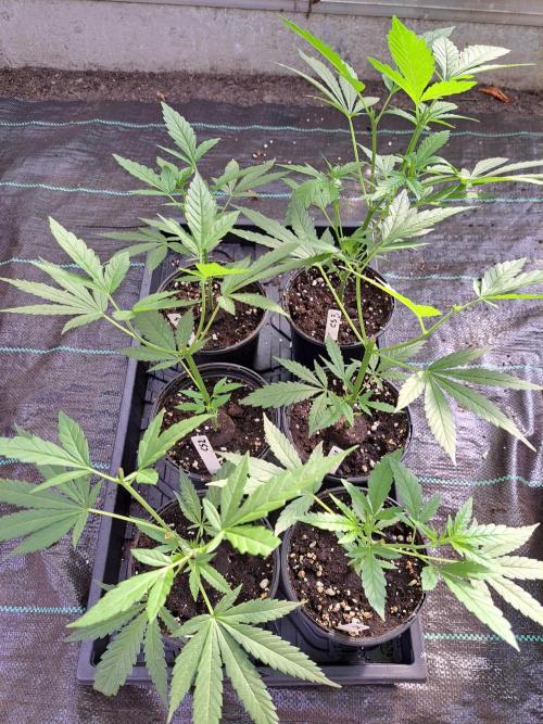 Clementine Slush CLONES. Week 5 - DAY39