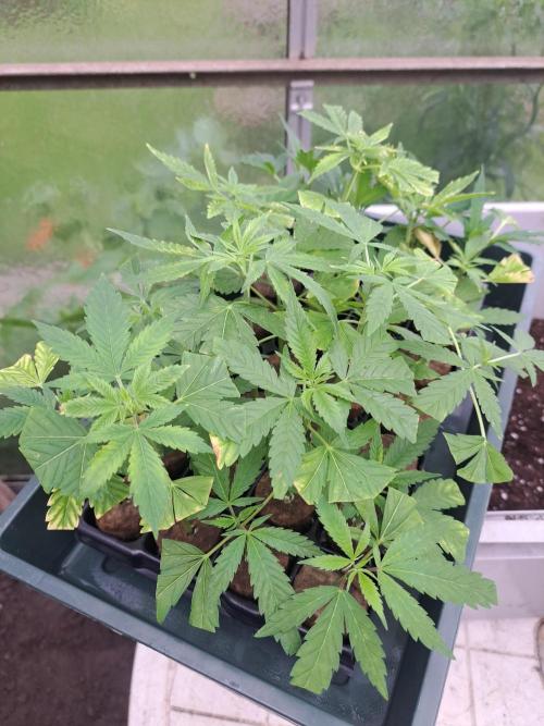 Zoap Rosé CLONES. Week 2 - DAY17 All clones