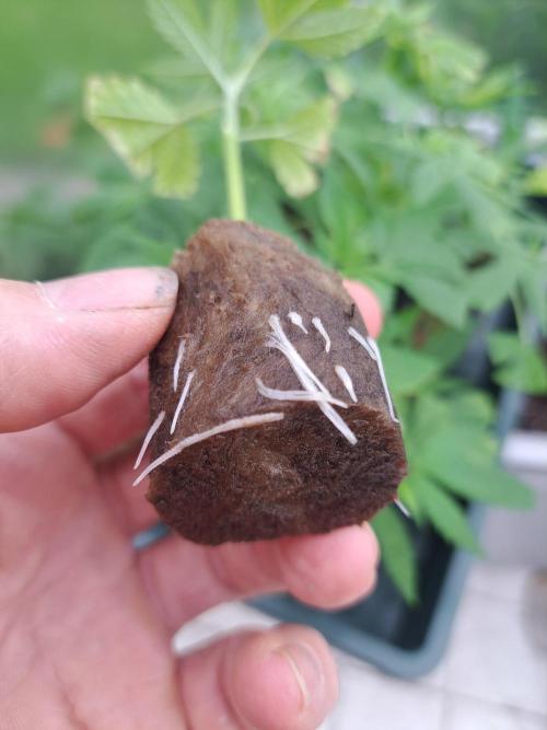 Zoap Rosé CLONES. Week 2 - DAY17