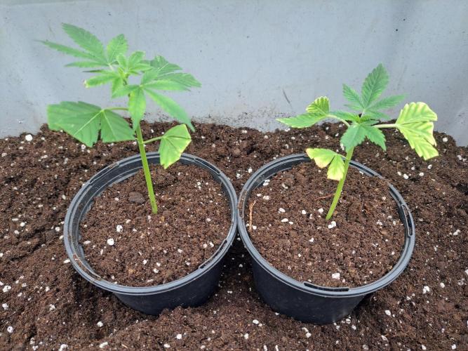 Zoap Rosé CLONES. Week 2 - DAY17